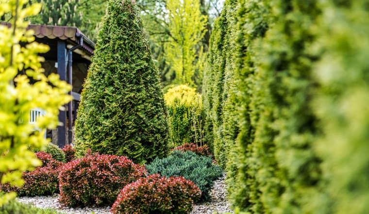 Tree injection and treatment service to protect trees in Northern California